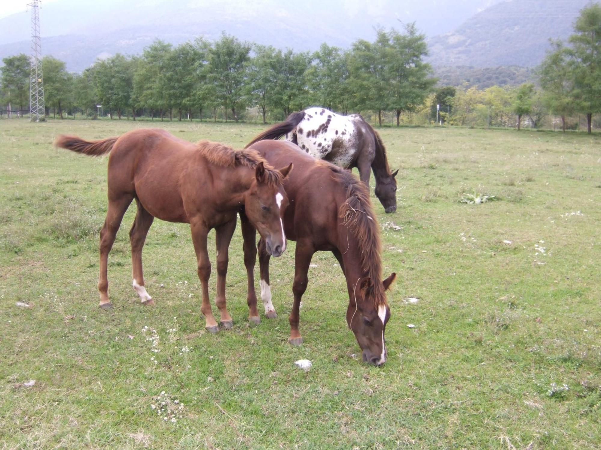 Agriturismo al Ranch Castello dʼAviano Exterior foto